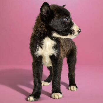 Husky Dogs Available for Adoption in Armonk, New York - AAD Upcoming Arrival!  Princess Fiona - 26078 | PetCurious