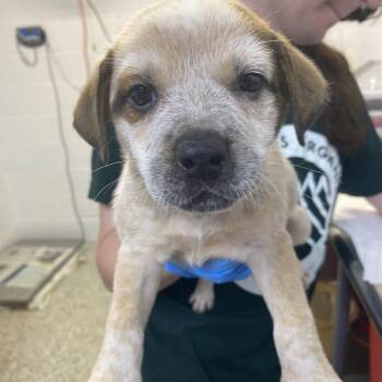 Howard -  Cattle Dog and Mixed Breed Dog for Adoption in Hattiesburg, Mississippi - Howard | PetCurious