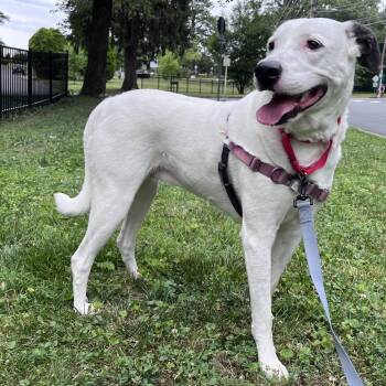 Roxie FKA Bridget -  Border Collie and Mixed Breed Dog for Adoption in Falls Church, Virginia - Roxie FKA Bridget | PetCurious
