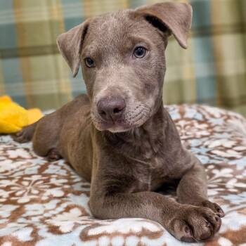 Blu-Jay -  Labrador Retriever Dog for Adoption in Gainesville, Texas - Blu-Jay | PetCurious