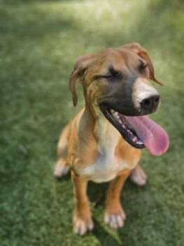 Hokey -  Hound and Mixed Breed Dog for Adoption in Savannah, Georgia - Hokey | PetCurious
