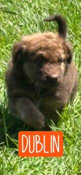 Mixed Breed Dogs Available for Adoption in Quitman, Texas - DUBLIN | PetCurious
