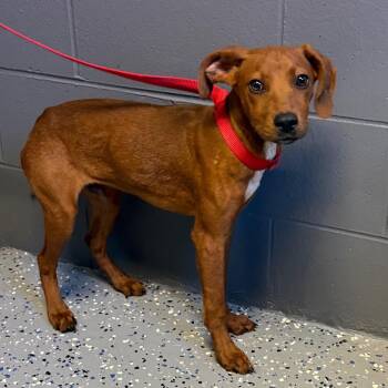 Hound Dogs Available for Adoption in Tuscaloosa, Alabama - TUSC-Stray-84219 | PetCurious