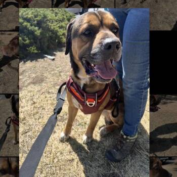 Mastiff and Rottweiler Dogs Available for Adoption in Estes Park, Colorado - Jax | PetCurious