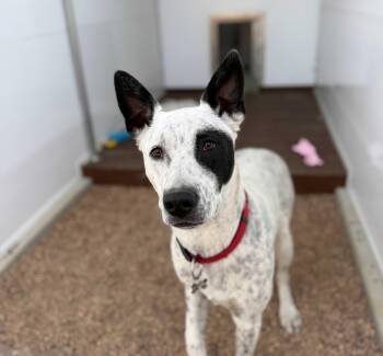 Cattle Dog Dogs Available for Adoption - 519-25 Nico | PetCurious