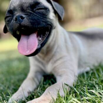 Nugget -  Pug and Mixed Breed Dog for Adoption in Coachella, California - Nugget | PetCurious