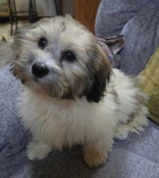 Allie -  Shih Tzu and Bichon Frise Dog for Adoption in Overland Park, Kansas - Allie | PetCurious