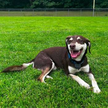 Coco -  Shepherd Dog for Adoption in Hopkinton, Massachusetts - Coco | PetCurious