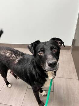 Border Collie and Shepherd Dogs Available for Adoption in Shorewood, Illinois - Milo | PetCurious