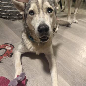 Kilo -  Husky Dog for Adoption in East Haddam, Connecticut - Kilo | PetCurious