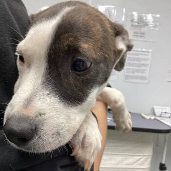 Rescue Terrier Dogs for Adoption in Abilene, Texas - Joey | PetCurious