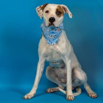 Pointer and Mixed Breed Dogs Available for Adoption - LAGUNA | PetCurious