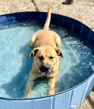 Rescue Black Mouth Cur Dogs for Adoption in Waldron, Arkansas - Samson | PetCurious