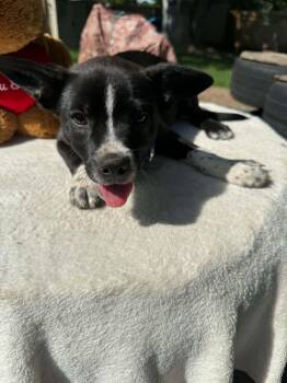 Tripp -  Boston Terrier Dog for Adoption in North Freedom, Wisconsin - Tripp | PetCurious