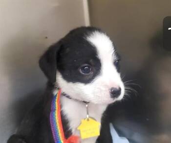 Australian Shepherd and Mixed Breed Dogs Available for Adoption in St. Louis, Missouri - PILLBUG | PetCurious