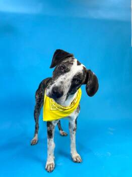 Rueger -  Catahoula Leopard Dog and Mixed Breed Dog for Adoption in Alvin, Texas - Rueger | PetCurious