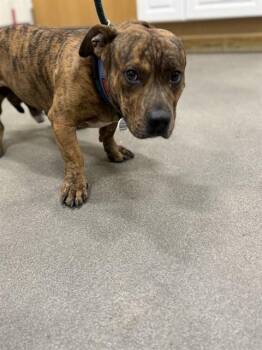 DEAN -  Pit Bull Terrier and Mixed Breed Dog for Adoption - DEAN | PetCurious