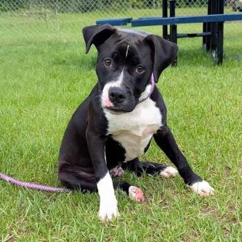BRENNAN -  American Bulldog Dog for Adoption in Cranston, Rhode Island - BRENNAN | PetCurious