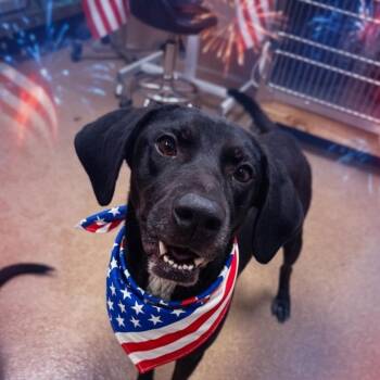 Dixie -  Hound and Black Labrador Retriever Dog for Adoption in Hinesville, Georgia - Dixie | PetCurious