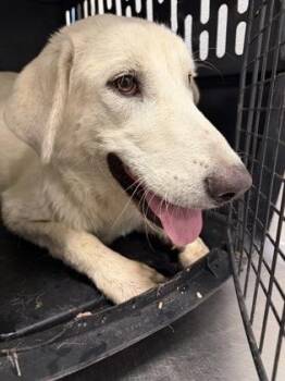 Cicada -  Great Pyrenees and Mixed Breed Dog for Adoption in Fresno, California - Cicada | PetCurious