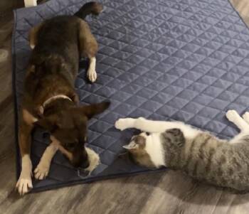 Penelope -  Feist and Rat Terrier Dog for Adoption in Decatur, Georgia - Penelope | PetCurious