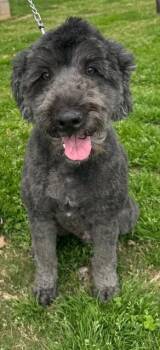 Australian Shepherd and Poodle Dogs Available for Adoption - Joey Bear | PetCurious