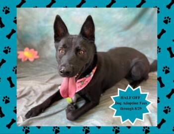 Izzy -  German Shepherd Dog Dog for Adoption in Salinas, California - Izzy | PetCurious