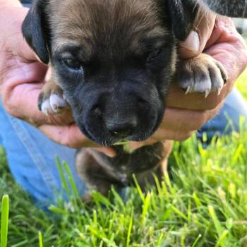 Cary -  Boxer and Mixed Breed Dog for Adoption in Oakville, Washington - Cary | PetCurious