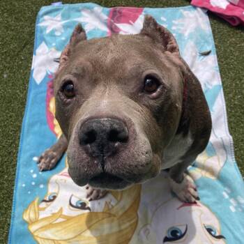Zeus -  Mixed Breed Dog Available for Adoption in Providence, Rhode Island - Zeus | PetCurious