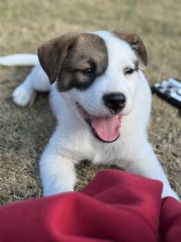 Rescue Australian Shepherd Dogs for Adoption in Tunica, Mississippi - Josie | PetCurious