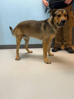 Maverick -  German Shepherd Dog Dog for Adoption in Pryor, Oklahoma - Maverick | PetCurious