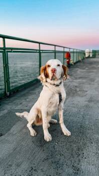 English Setter Dogs Available for Adoption in Bellingham, Washington - Birch | PetCurious