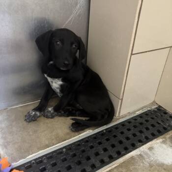 Maggie -  Mixed Breed Dog for Adoption in Seneca, Pennsylvania - Maggie | PetCurious