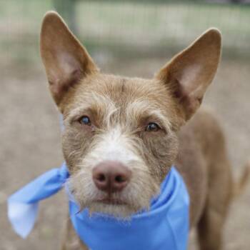 PETEY -  Terrier Dog for Adoption in San Antonio, Texas - PETEY | PetCurious