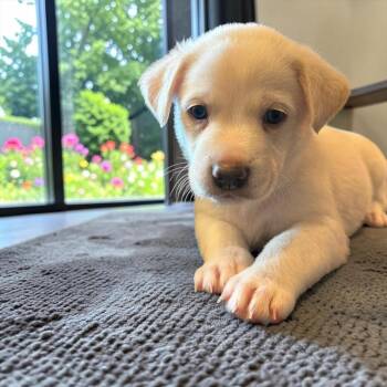 Peter -  Chiweenie Dog for Adoption in Fort Worth, Texas - Peter | PetCurious