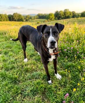 BARNEY -  Black Labrador Retriever and Great Dane Dog for Adoption in West Haven, Connecticut - BARNEY | PetCurious