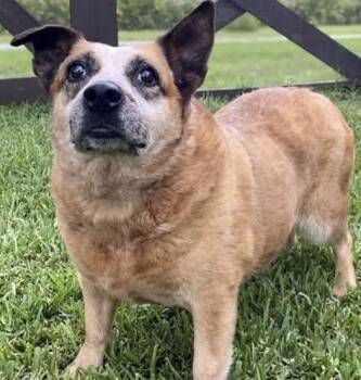 Australian Cattle Dog Blue Heeler Dogs Available for Adoption in La Grange Park, Illinois - Rae | PetCurious