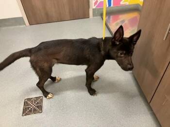Australian Kelpie and Mixed Breed Dogs Available for Adoption - KALA | PetCurious