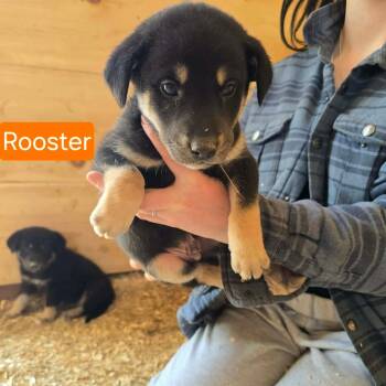 Shepherd Dogs Available for Adoption in Woodstock, Ontario - Rooster | PetCurious