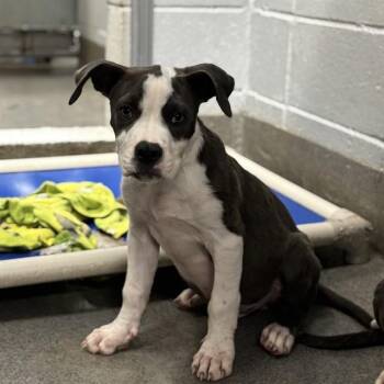 J.J. -  Pit Bull Terrier Dog for Adoption - J.J. | PetCurious