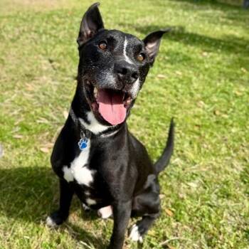 Otto Lotto Worth More than Millions -  Pit Bull Terrier and Labrador Retriever Dog for Adoption in Friendswood, Texas - Otto Lotto Worth More Than Millions | PetCurious