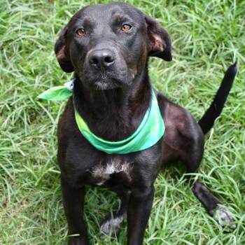Pickle Pop -  Black Labrador Retriever and Australian Cattle Dog Blue Heeler Dog for Adoption in Beaumont, Texas - Pickle Pop | PetCurious