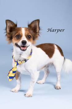 Harper -  Papillon and Chihuahua Dog for Adoption in Gilbert, Arizona - Harper | PetCurious