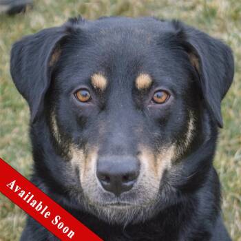 German Shepherd Dog and Doberman Pinscher Dogs Available for Adoption - Missy | PetCurious