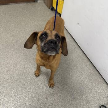Mixed Breed Dogs Available for Adoption in Matteson, Illinois - Hattie | PetCurious
