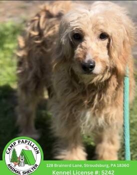 Standard Poodle and Golden Retriever Dogs Available for Adoption in Stroudsburg, Pennsylvania - Polly | PetCurious