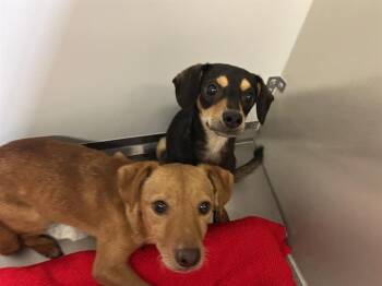A614635 -  Chihuahua Dog for Adoption in Modesto, California - A614635 | PetCurious