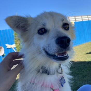 Honeybee -  Mixed Breed Dog for Adoption in Fletcher, North Carolina - Honeybee | PetCurious