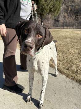 German Shorthaired Pointer Dogs Available for Adoption - Tucker - Coming Soon! | PetCurious
