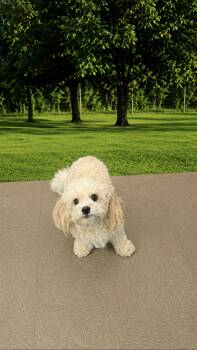 Charlie -  Cavapoo Dog for Adoption in Medfield, Massachusetts - Charlie | PetCurious